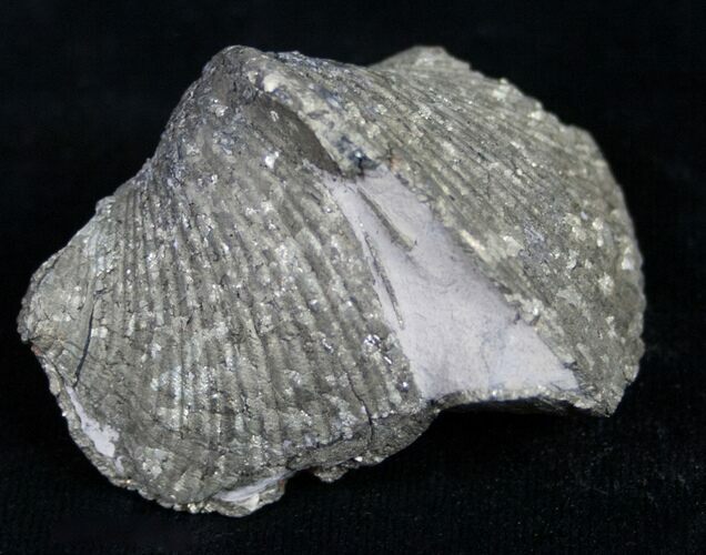 Large Pyrite Replaced Brachiopod - Silica Shale #8803